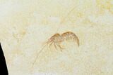 Detailed, Fossil Shrimp (Antrimpos) - Solnhofen Limestone #143795-2